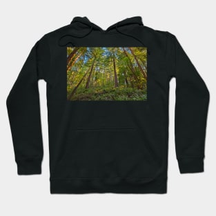 Muir Woods Hoodie